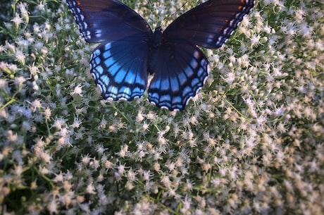 铁蝴蝶是什么？这是一种十足神秘又迷人的物种