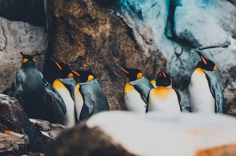 了解企鹅的繁殖习性：一般在哪个季节产卵？