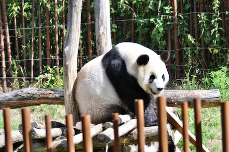 濒临灭绝的动物：大熊猫