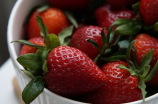 草莓炭疽病：草莓产业亟待解决的问题
