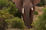 大象的寿命(如何有效延长大象的寿命？)