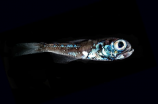 探秘深海生物：神秘的深海鱼群
