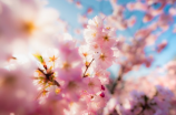 【超详细】OVERFLOW樱花 2021年赏花攻略来了！